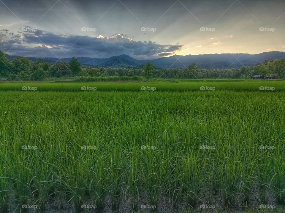 paddy field | sunset