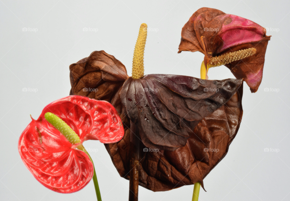 flowers withered anthurium by albertobaldelli