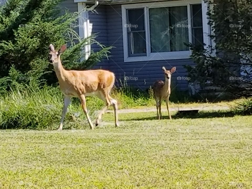 Deers hanging out side in the front yard.