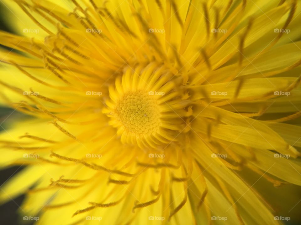 Dandelion 