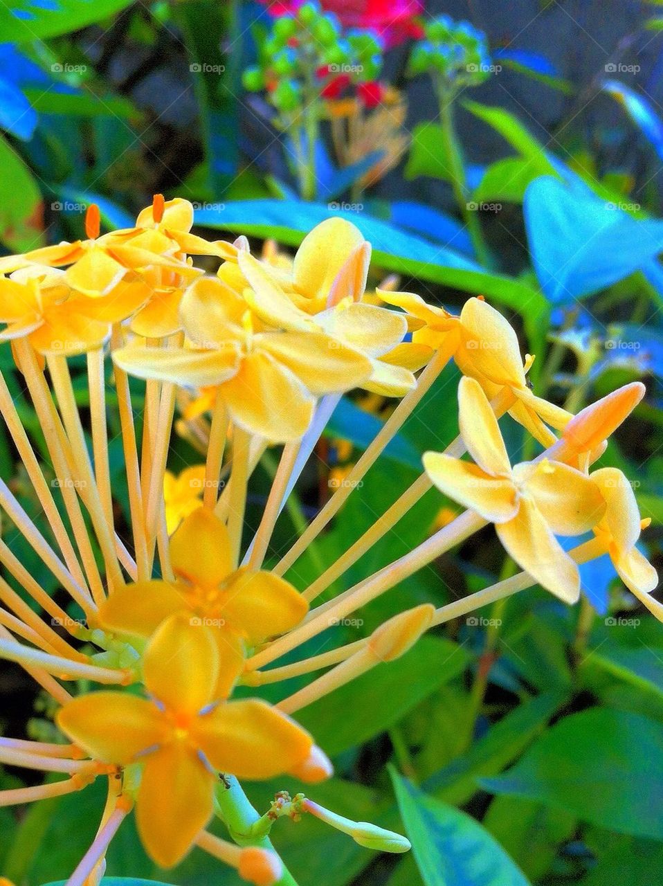 Yellow Flowers