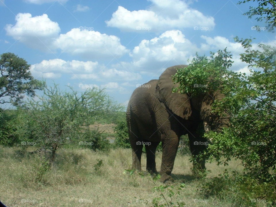 Elephant sighting on safari in South Africa