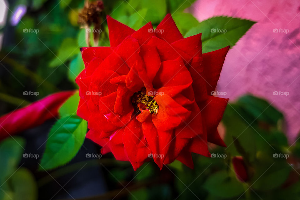 "Red Passion"! The beauty Red Rose in the garden