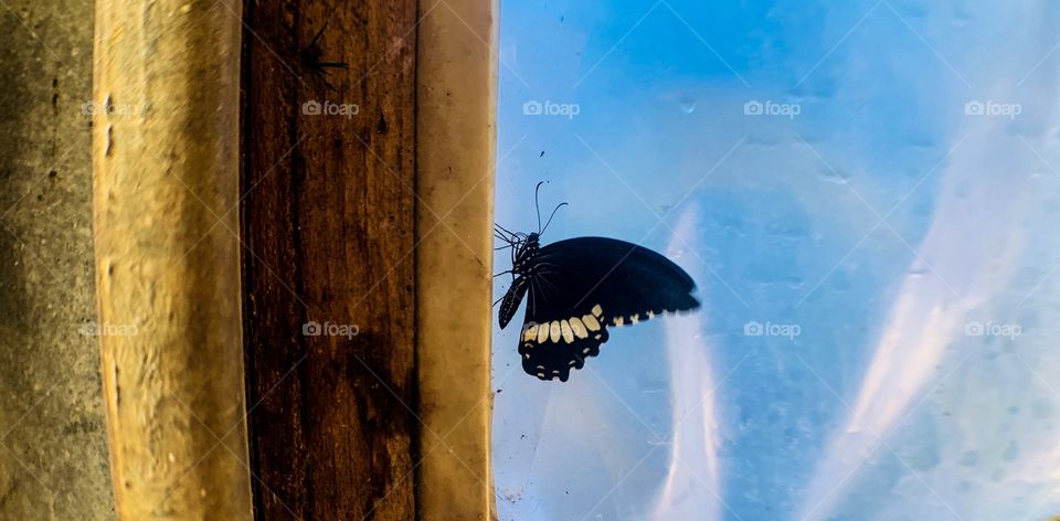 Butterfly on wood 