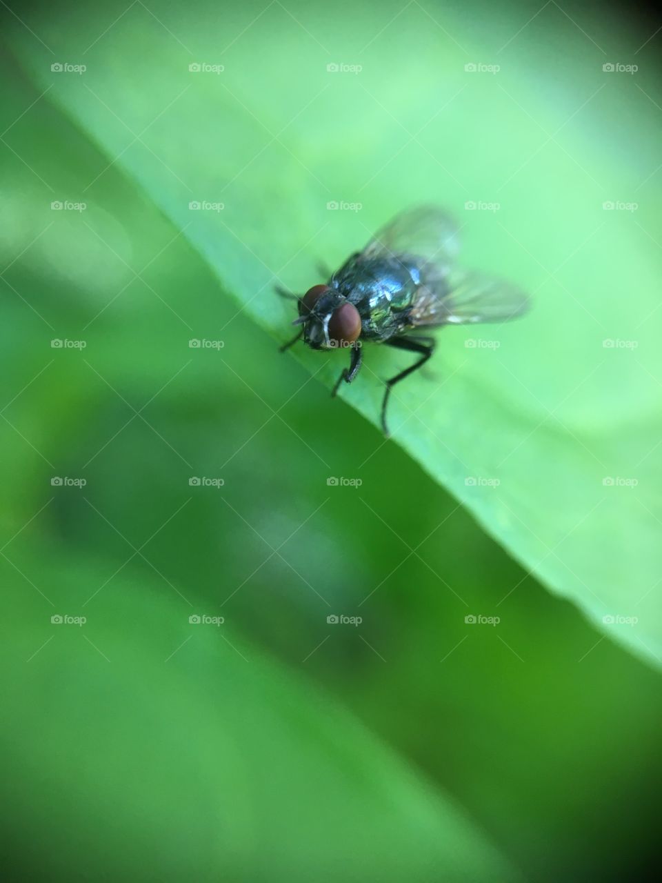 Housefly