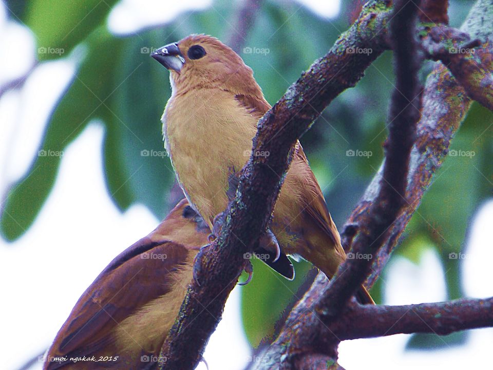 birds. stay together