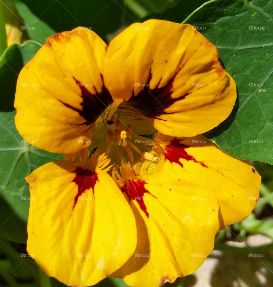 my Nasturtium. good ground cover
