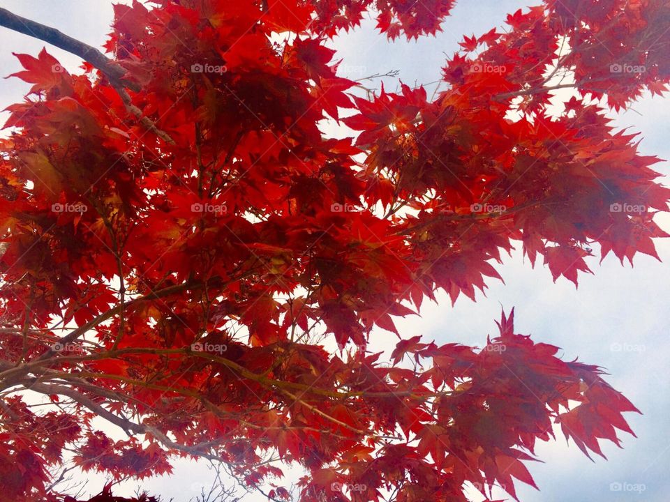 Maple in red 