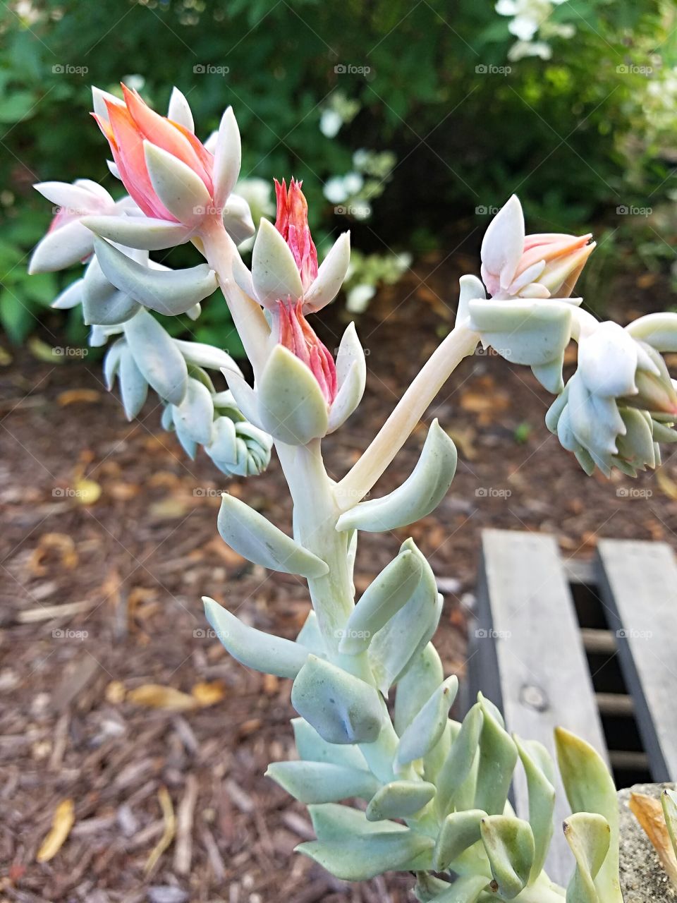 Succulent Blossom