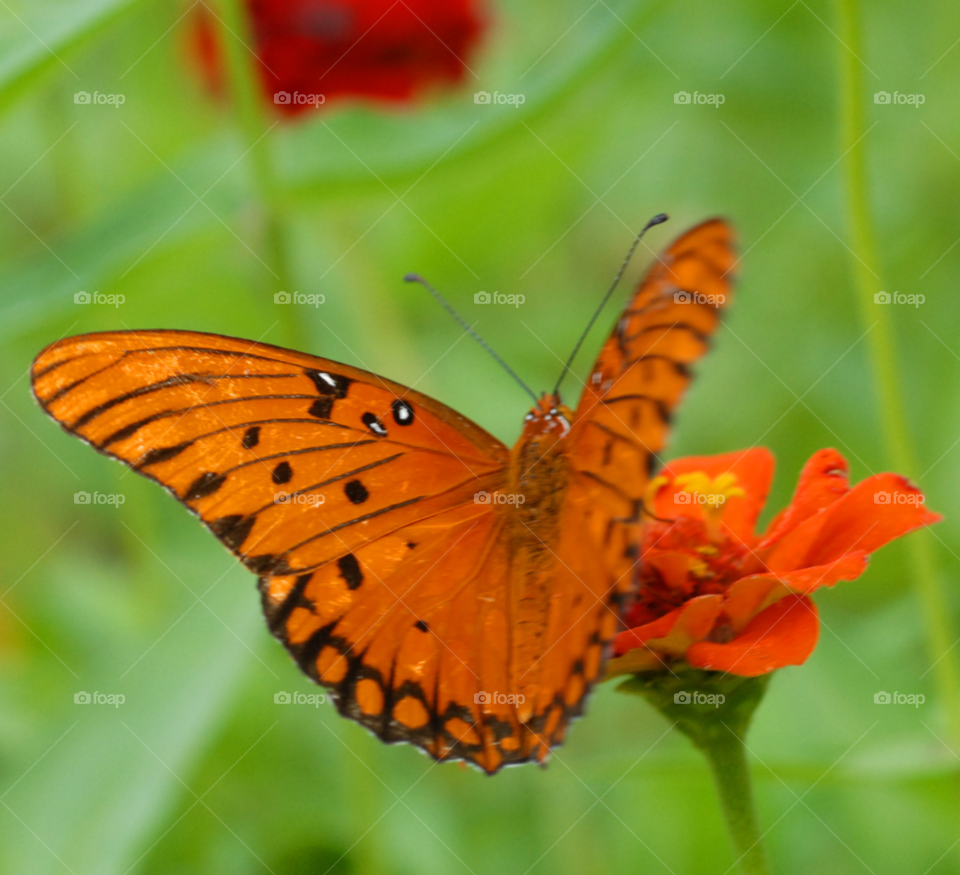 flower macro closeup face by lightanddrawing