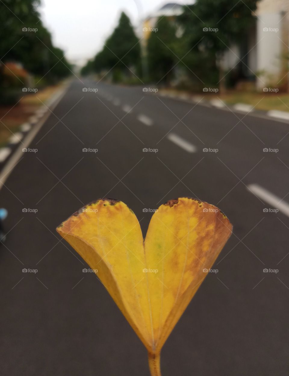 Yellow heart shaped leaf.