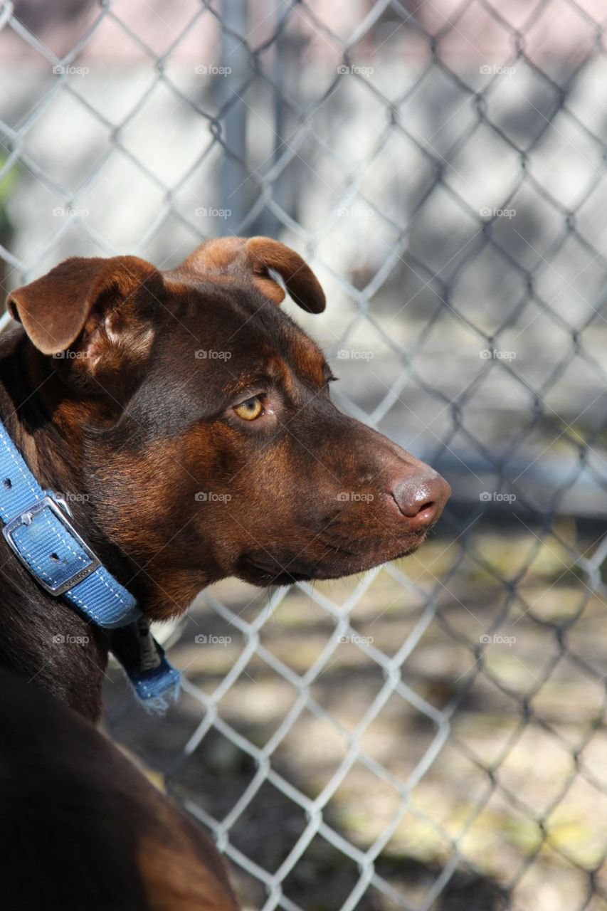 Cage, Fence, No Person, Competition, Portrait