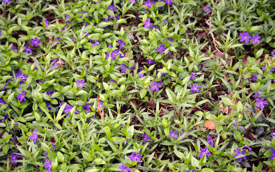 Full frame shot of purple flowers growing outdoors in Berlin, Germany.