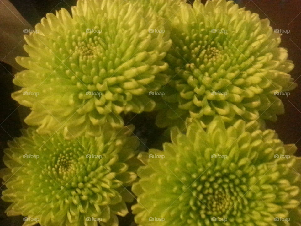 Spiky Green Flower