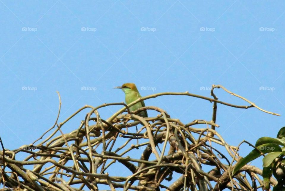 Green bee-eater spotted at Dasada, Gujarat