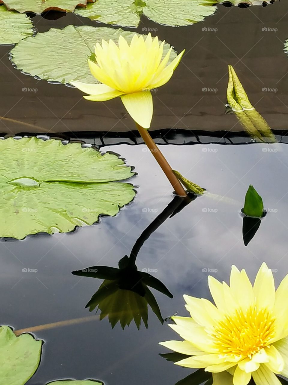 yellow water lily and pad with reflection