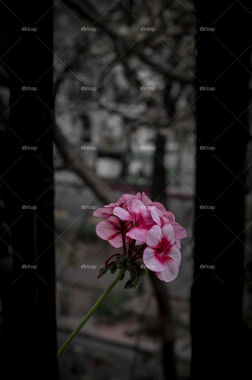 Pink flower with black and white background
