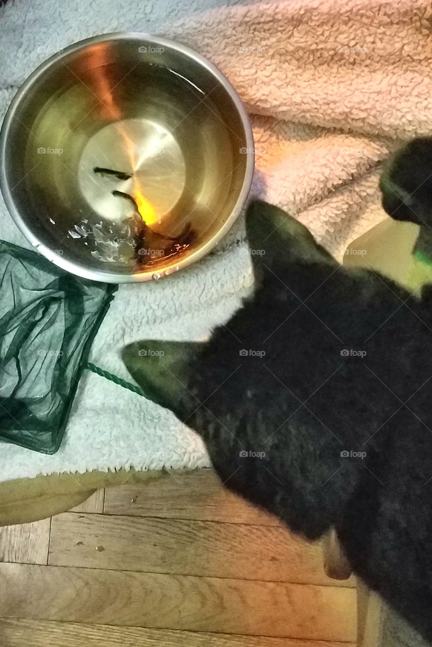 Cat watching bowl of fish on floor before put into fishtank. Fishnet & towel on floor too.