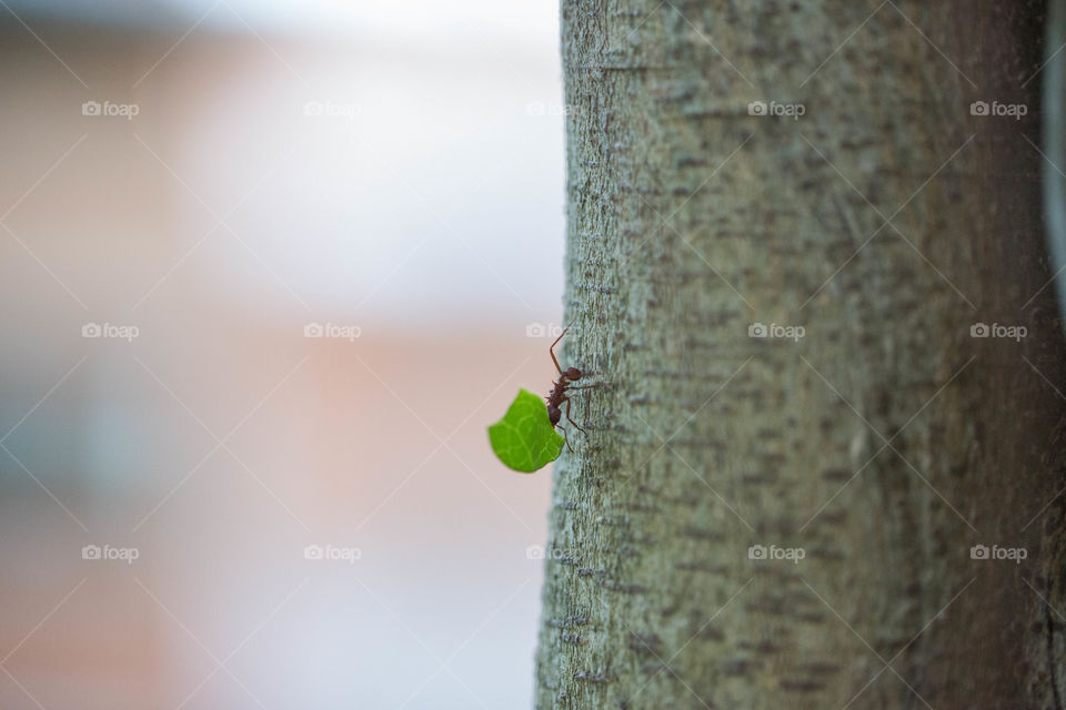 Any carrying leaf