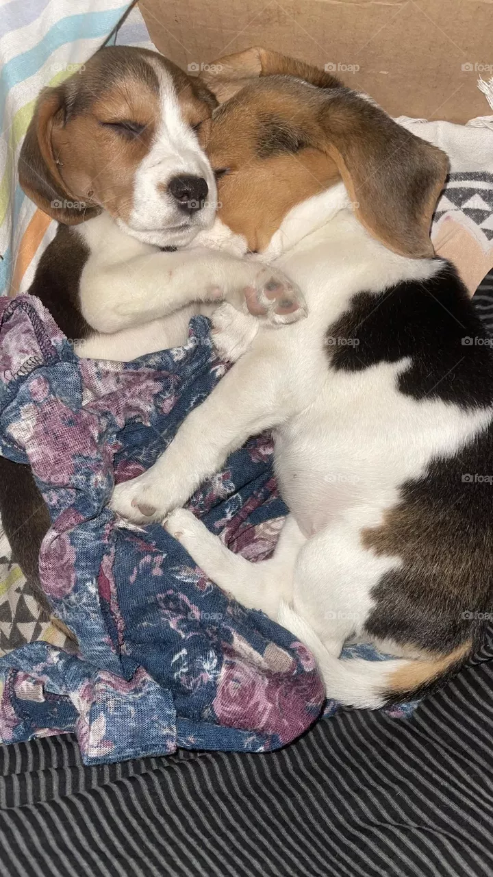 Cuddling 