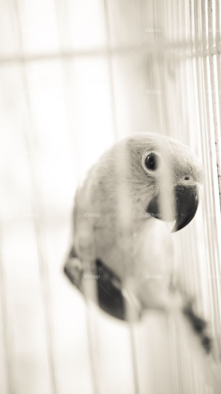 Parrot in Cage Staring at Person