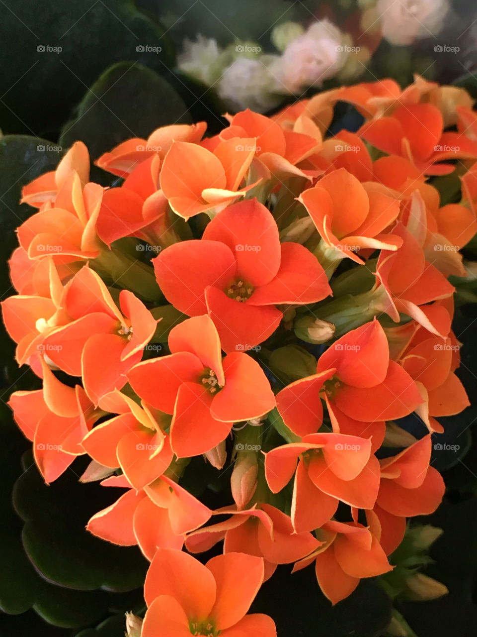 Orange flowers kalanchoe plant