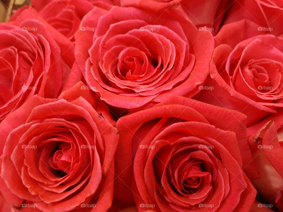 red roses