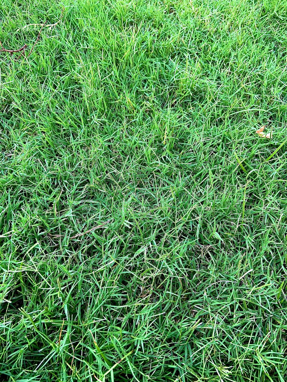 very green grass lawn in a backyard yard area