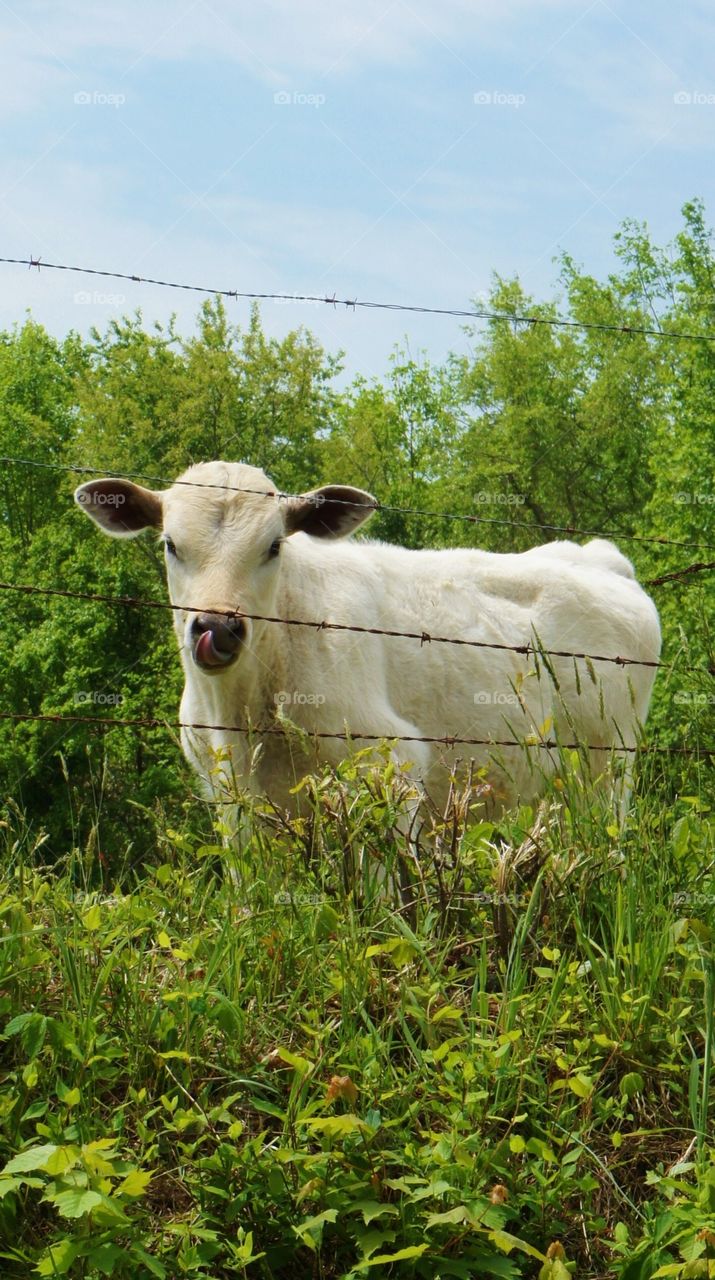 Young calf in pasture