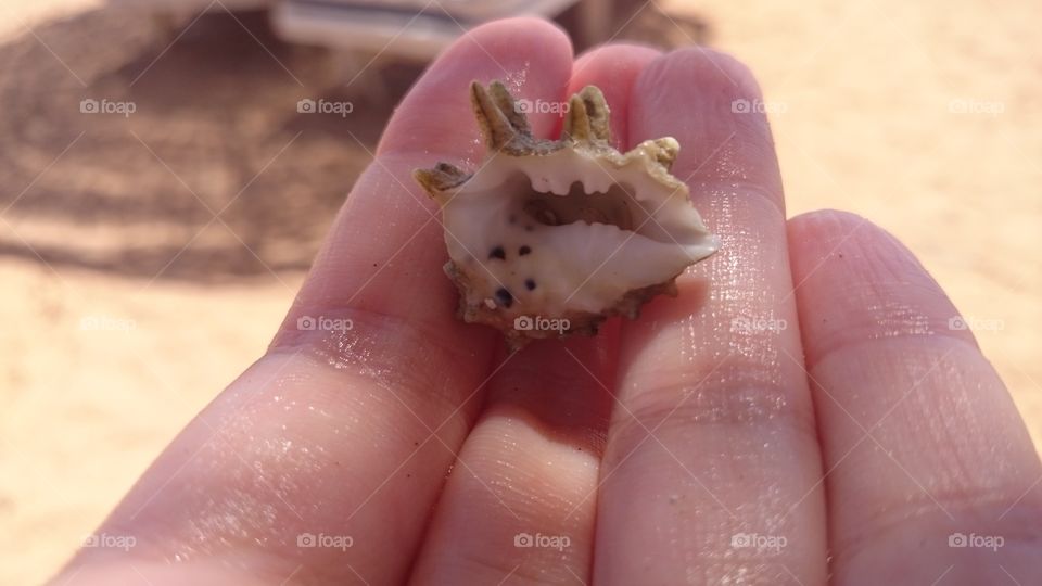 Shell on the hand