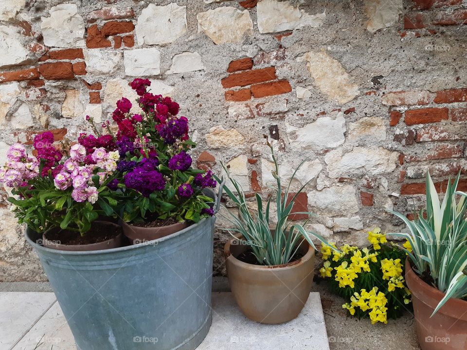 coloured flowers on the old wall