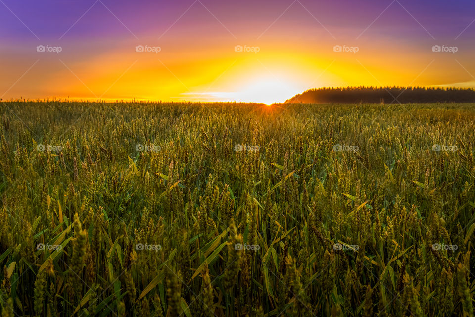 Wheat field. Sunset in Florida 