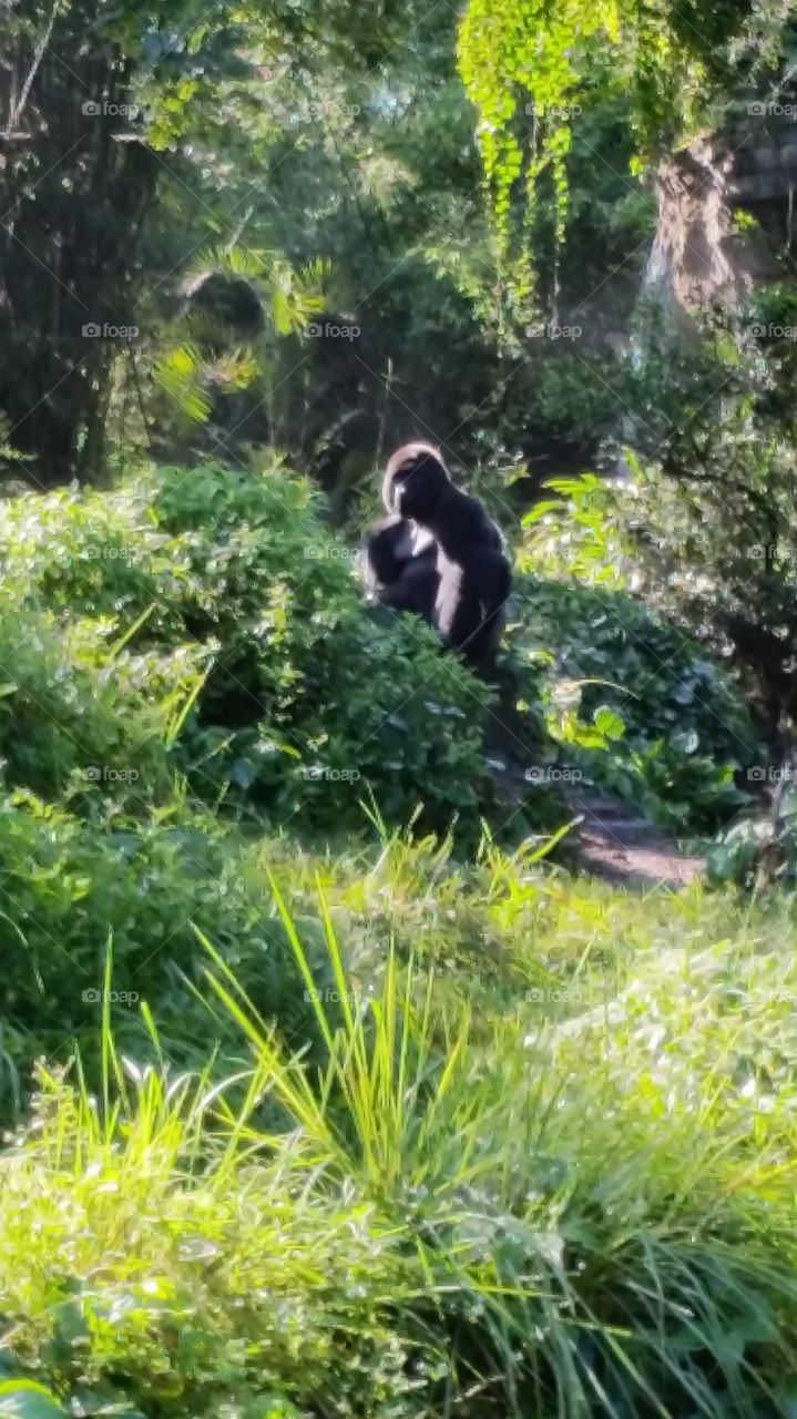 gorilla. gorilla at safari