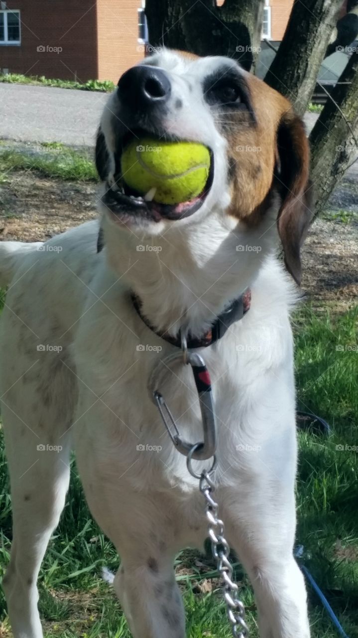 You ain't nothin but a hound dog