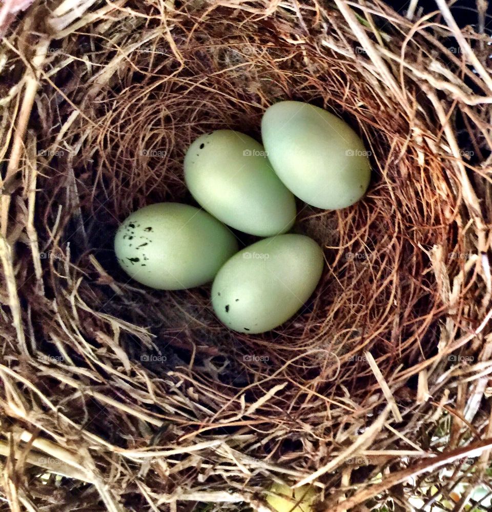 Finch Eggs