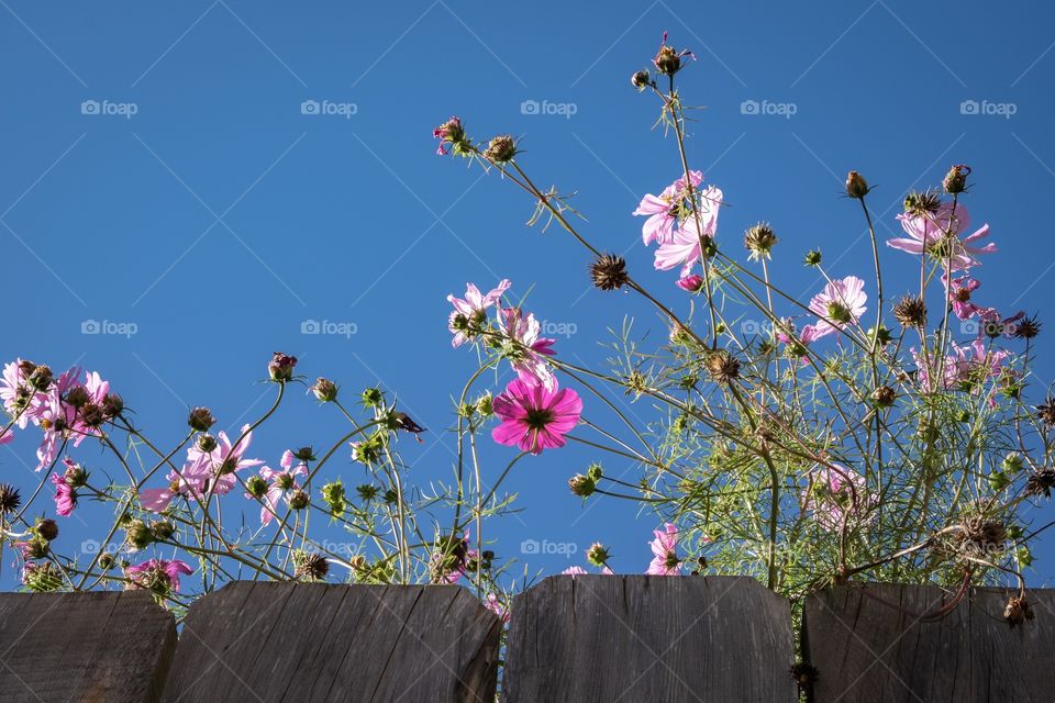 Cute flowers on blue sky background 