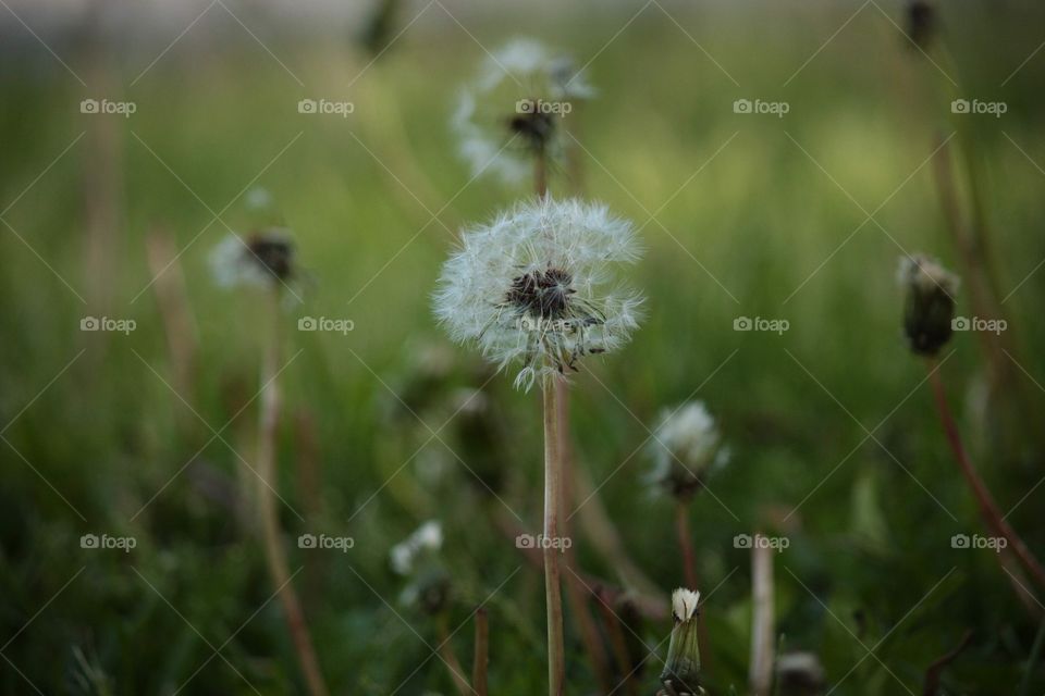 This image takes your standard dandelion photo and text to the next level, the foreground is filled with a high definition image of this dandelion with a colourful background 