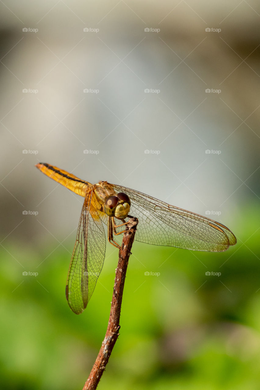 Beautiful Dragonfly