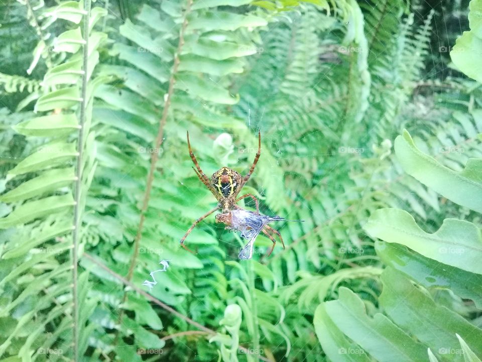 The spider is eating its prey