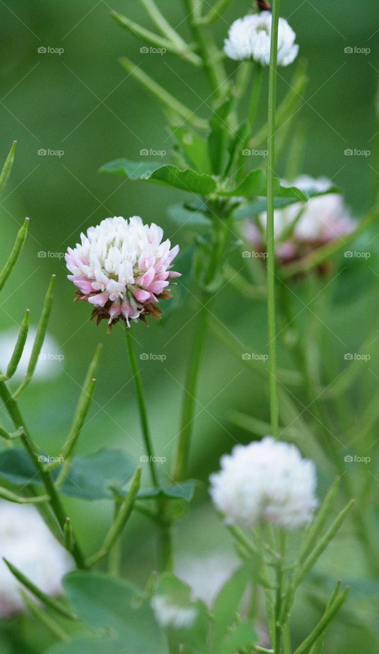 clover flower and weeds