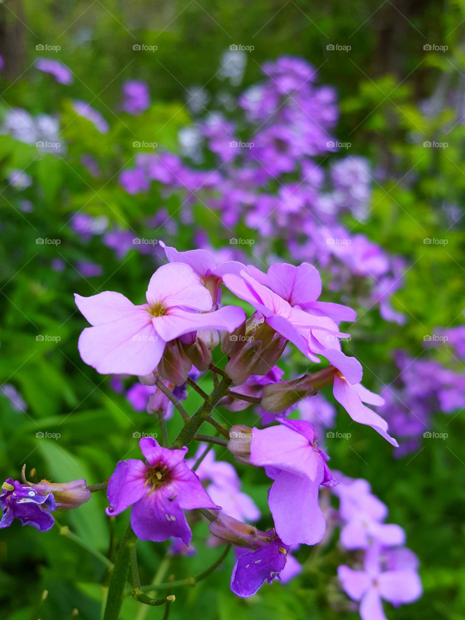 purple wild flowers