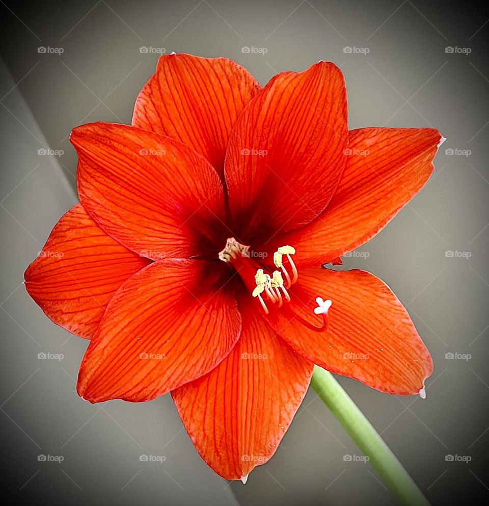 Orange flower