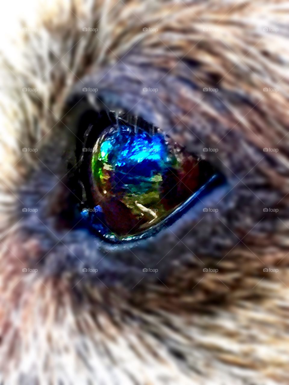 Dachshund eye