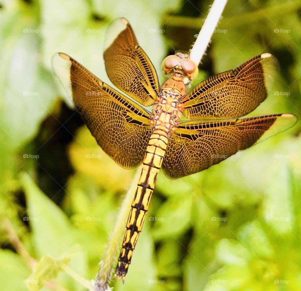 Dragonfly 