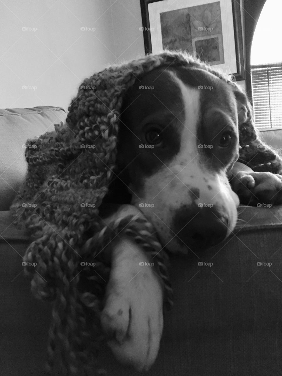 Beautiful rescue pitbull dog in his new blanket 