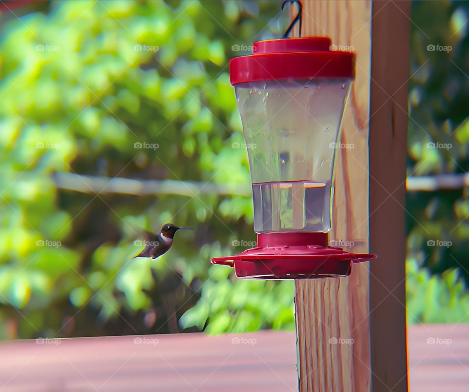 You can tell he is looking for trouble. He loves to stir up trouble in the morning. He is full of personality.