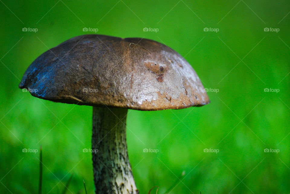 Mushroom
