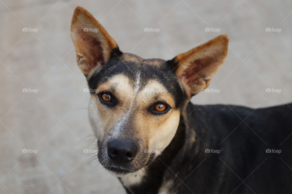 Black dog with innocent face