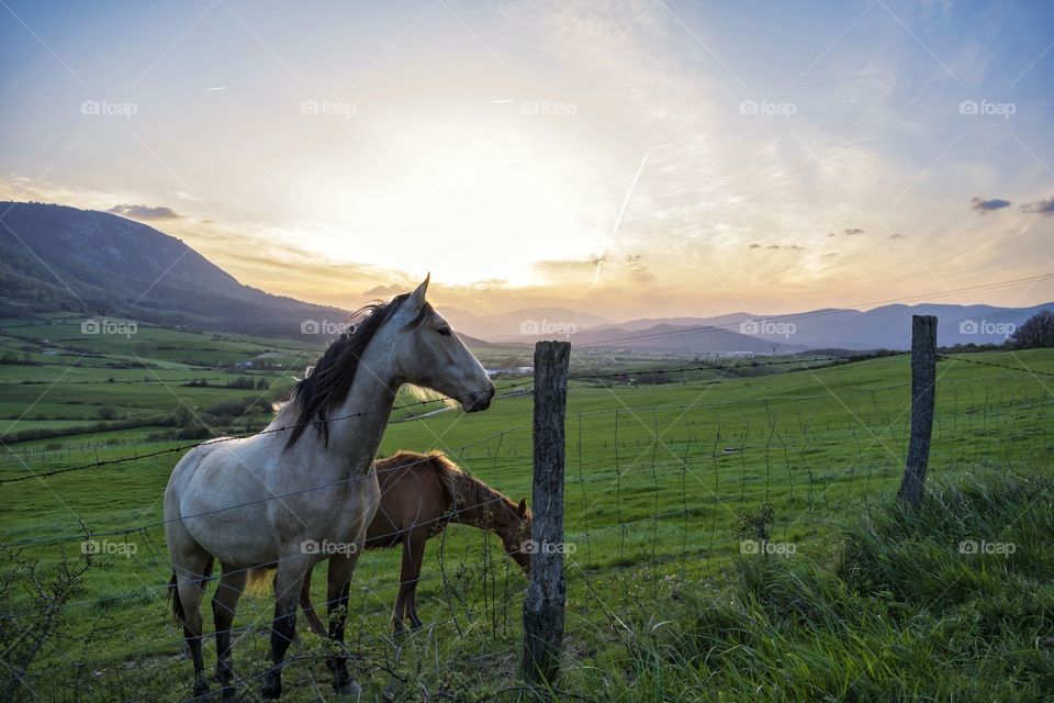 horses during sunset
