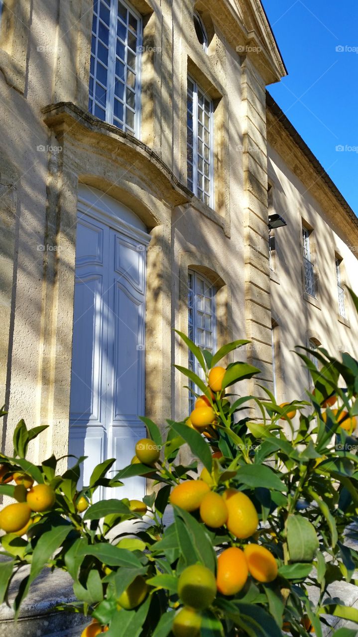 Cute house with little orange tree